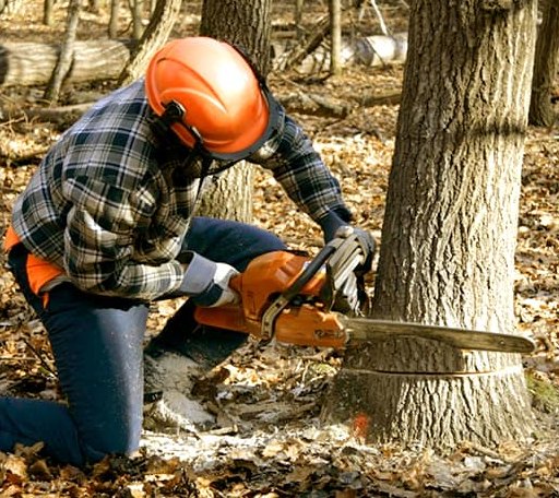 Tree Removal in Hamden, NY